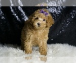 Small Photo #67 Maltipoo Puppy For Sale in WARSAW, IN, USA