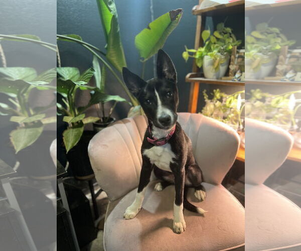 Medium Photo #2 American Pit Bull Terrier-Huskies  Mix Puppy For Sale in Forney, TX, USA