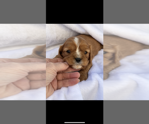 Cavalier King Charles Spaniel Puppy for sale in NILES, MI, USA