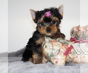 Yorkshire Terrier Puppy for sale in CHARLOTTE, NC, USA