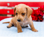 Small #5 Dachshund