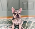 Small #10 French Bulldog