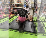 Odela - Female Chihuahua-Unknown Mix Dog for Adoption - Small photo