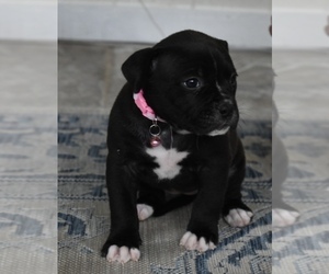 American Bulldog Puppy for Sale in SEBASTIAN, Florida USA