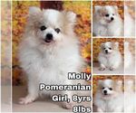 Small Pomeranian