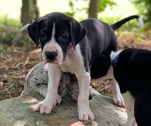 Great Dane Puppy for sale in IDER, AL, USA