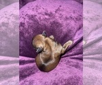 Small #3 Yorkshire Terrier