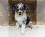 Puppy Ocean Australian Shepherd