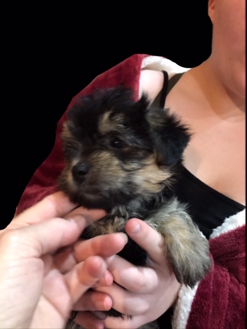 Medium Photo #2 Havashire Puppy For Sale in CONROE, TX, USA