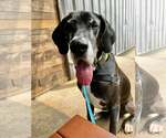 Small #1 Great Dane