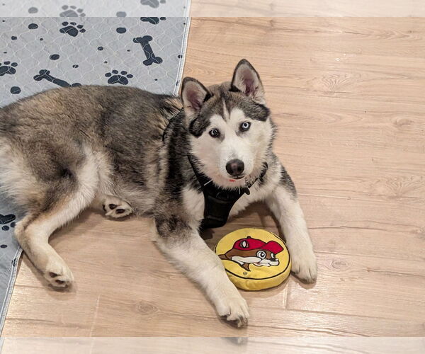 Medium Photo #1 Siberian Husky-Unknown Mix Puppy For Sale in Aurora, CO, USA