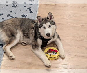 Siberian Husky-Unknown Mix Dogs for adoption in Aurora, CO, USA