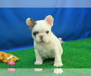 French Bulldog Puppy for sale in HICKORY, NC, USA