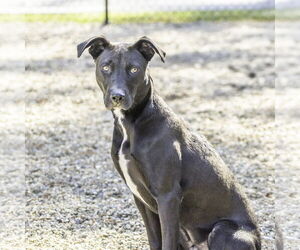 Lefou - Male Mutt Dog for Adoption - Photo #2