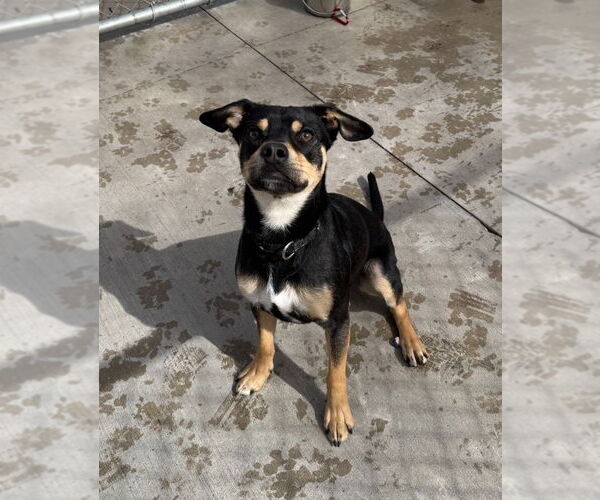 Medium Photo #1 Mutt Puppy For Sale in Muskegon, MI, USA