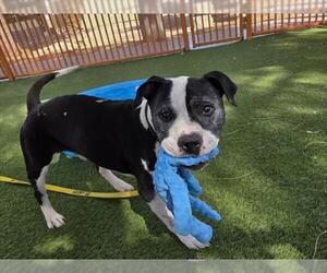 American Pit Bull Terrier-Unknown Mix Dogs for adoption in Las Vegas, NV, USA