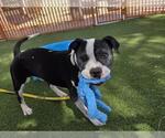 Small American Pit Bull Terrier Mix