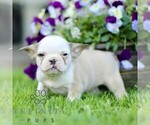 Small #3 French Bulldog
