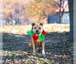 Small Photo #3 American Staffordshire Terrier-Labrador Retriever Mix Puppy For Sale in Unionville, PA, USA