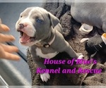 Small #7 American Pit Bull Terrier