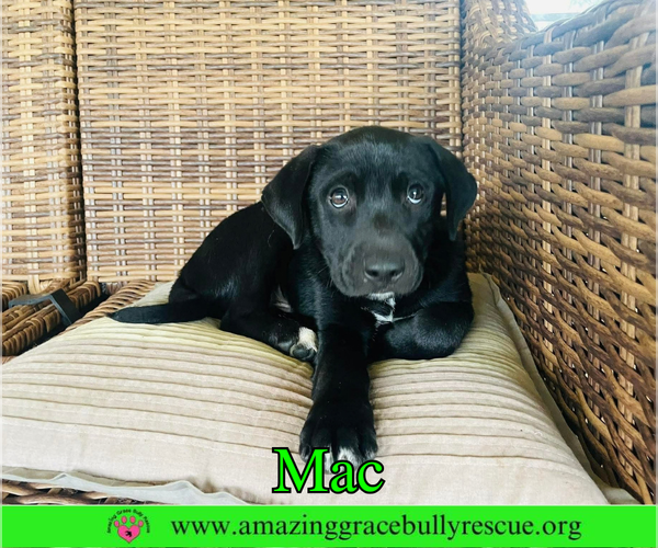 Medium Photo #5 Labrador Retriever-Unknown Mix Puppy For Sale in Milton, FL, USA