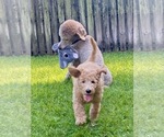Small Photo #1 Poodle (Standard) Puppy For Sale in HOMESTEAD, FL, USA
