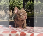 Small #1 French Bulldog