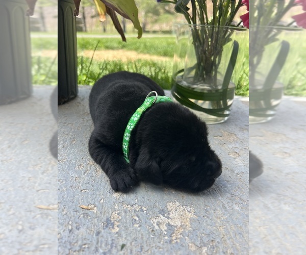 Medium Photo #12 Labrador Retriever Puppy For Sale in NEOLA, WV, USA