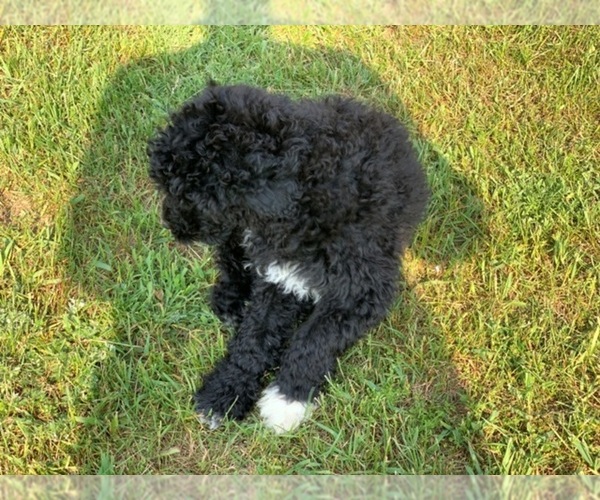 Medium Photo #16 Portuguese Water Dog Puppy For Sale in LAKEVIEW, MI, USA