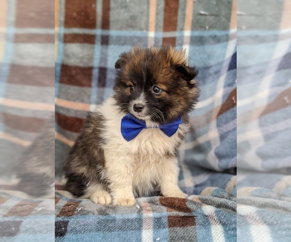 Medium Photo #3 Pomeranian Puppy For Sale in PEACH BOTTOM, PA, USA
