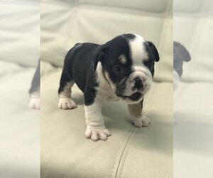 Bulldog Puppy for sale in NEWTON, MA, USA