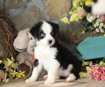 Small #4 Australian Shepherd