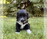 Small Photo #7 Portuguese Water Dog Puppy For Sale in RIGBY, ID, USA