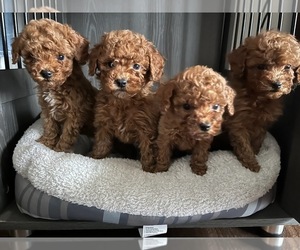 Poodle (Toy) Puppy for sale in LANSDALE, PA, USA