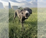 Small #1 Great Dane