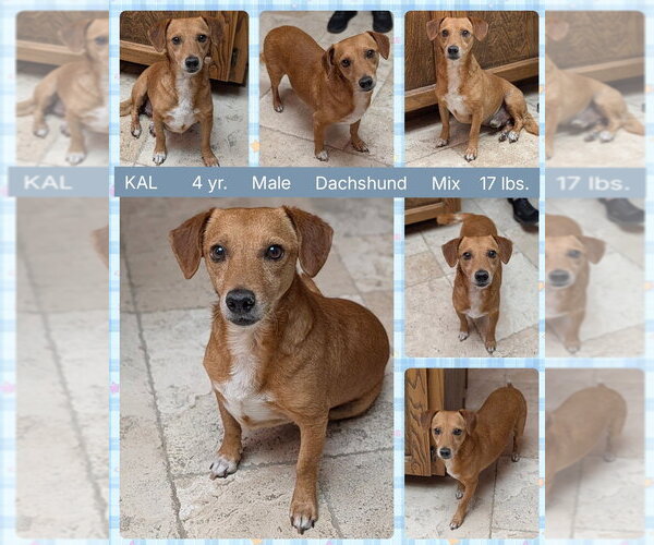 Medium Photo #1 Dachshund-Unknown Mix Puppy For Sale in Mesa, AZ, USA