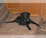 Small Photo #1 Labrador Retriever Puppy For Sale in TEKAMAH, NE, USA