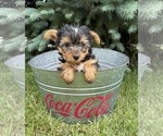 Small #1 Yorkshire Terrier