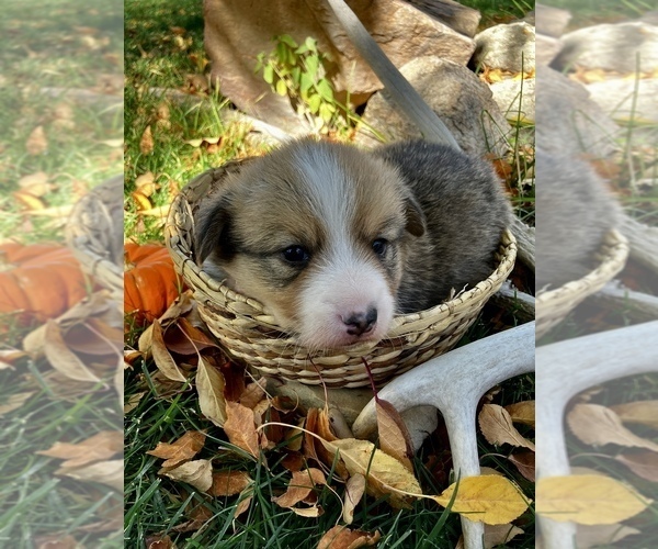 Medium Photo #2 Pembroke Welsh Corgi Puppy For Sale in SARATOGA, WY, USA
