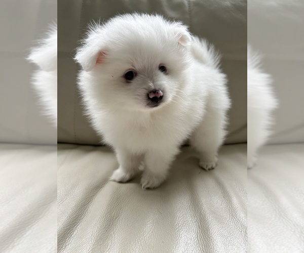 Medium Photo #18 Pomeranian Puppy For Sale in DES MOINES, WA, USA