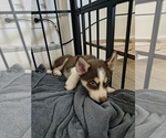 Small #2 Pomsky