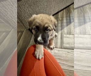 German Shepherd Dog-Unknown Mix Dogs for adoption in The Woodlands, TX, USA