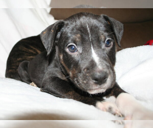 Medium Photo #3 American Staffordshire Terrier-Unknown Mix Puppy For Sale in Holly Springs, NC, USA