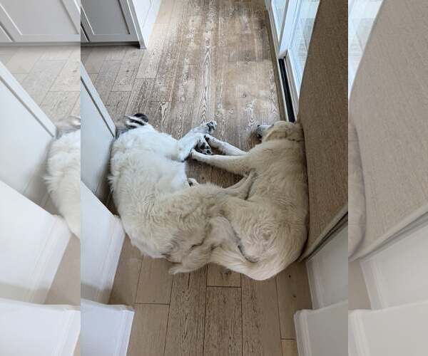 Medium Photo #2 Great Pyrenees Puppy For Sale in Dallas, TX, USA