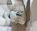 Small #1 Great Pyrenees