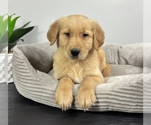 Golden Retriever Puppy for sale in FRANKLIN, IN, USA