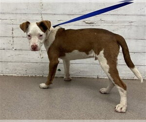 Mutt Dogs for adoption in San Bernardino, CA, USA