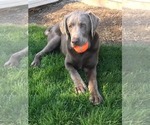 Small #7 Labrador Retriever