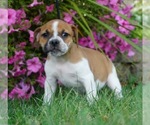Small #3 Beagle-English Bulldog Mix