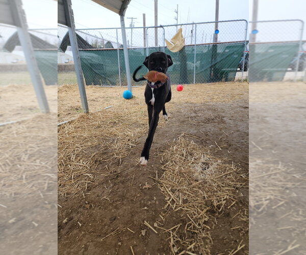 Medium Photo #3 Boxer-Great Dane Mix Puppy For Sale in Evansville, IN, USA